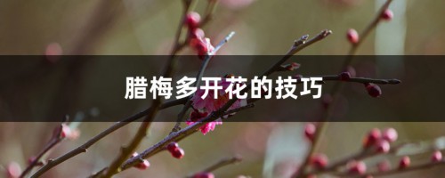 腊梅多开花的技巧